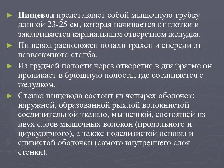 Пищевод представляет собой мышечную трубку длиной 23-25 см, которая начинается