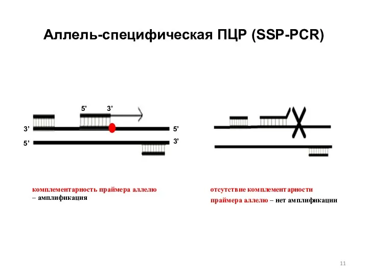 Аллель-специфическая ПЦР (SSP-PCR)