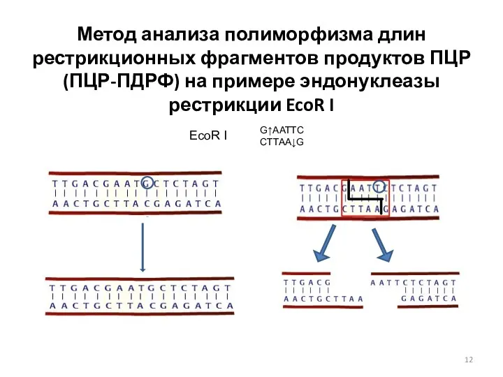 Метод анализа полиморфизма длин рестрикционных фрагментов продуктов ПЦР (ПЦР-ПДРФ) на примере эндонуклеазы рестрикции EcoR I