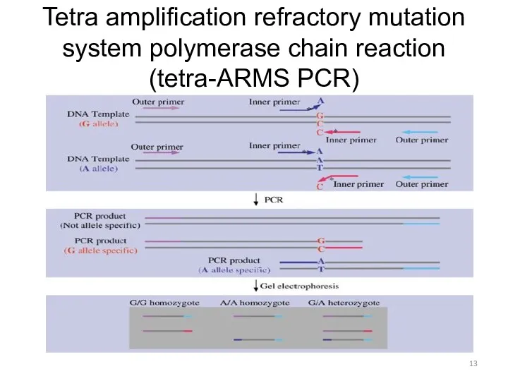 Tetra amplification refractory mutation system polymerase chain reaction (tetra-ARMS PCR)