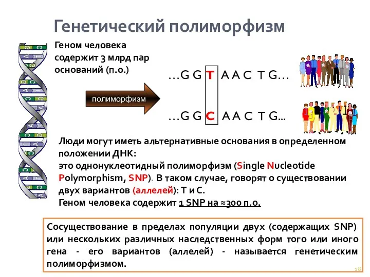 Люди могут иметь альтернативные основания в определенном положении ДНК: это однонуклеотидный полиморфизм (Single