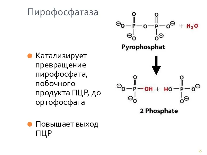 Пирофосфатаза Катализирует превращение пирофосфата, побочного продукта ПЦР, до ортофосфата Повышает выход ПЦР