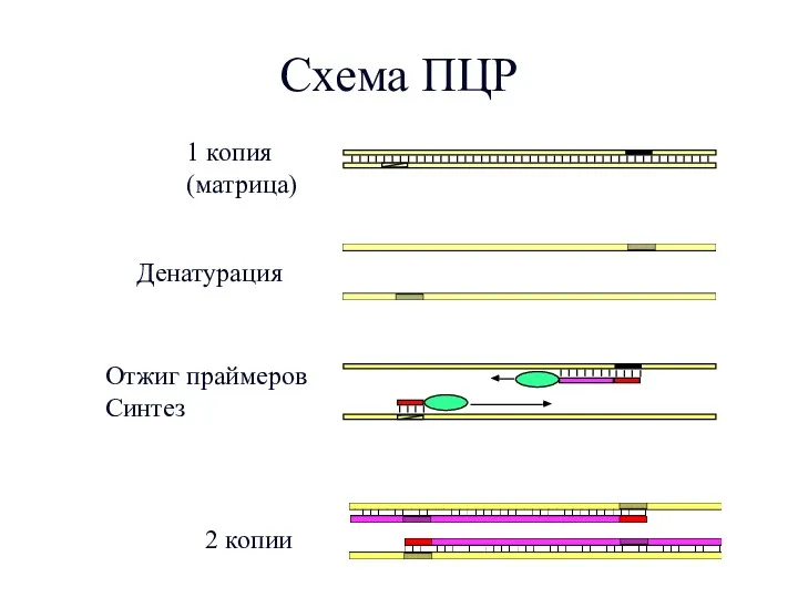 Схема ПЦР Денатурация Отжиг праймеров Синтез 1 копия (матрица) 2 копии