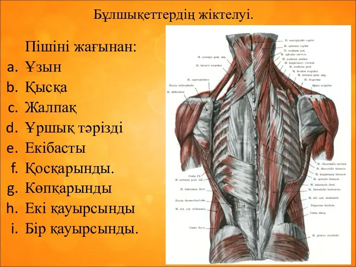 Бұлшықеттердің жіктелуі. Пішіні жағынан: Ұзын Қысқа Жалпақ Ұршық тәрізді Екібасты Қосқарынды. Көпқарынды Екі қауырсынды Бір қауырсынды.