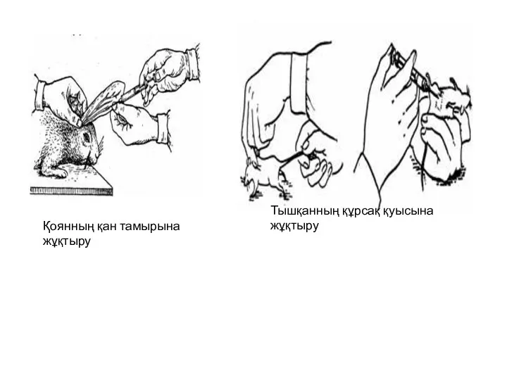 Қоянның қан тамырына жұқтыру Тышқанның құрсақ қуысына жұқтыру
