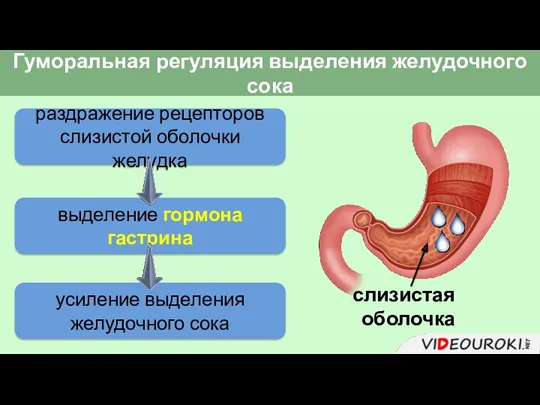 Гуморальная регуляция выделения желудочного сока раздражение рецепторов слизистой оболочки желудка выделение гормона гастрина