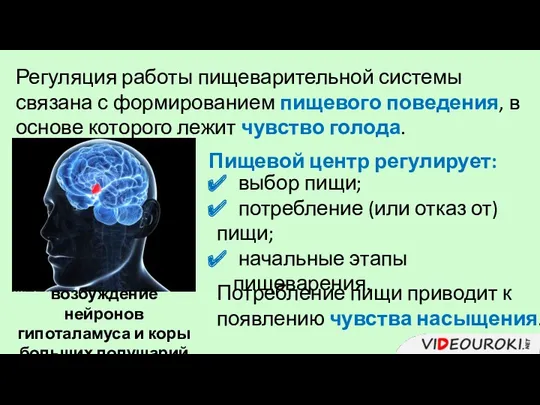 Регуляция работы пищеварительной системы связана с формированием пищевого поведения, в