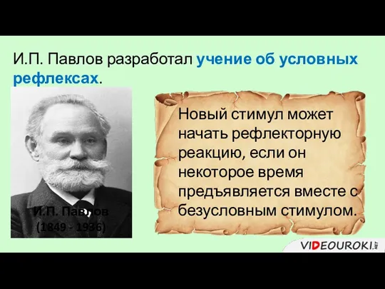 И.П. Павлов разработал учение об условных рефлексах. И.П. Павлов (1849 - 1936) Новый