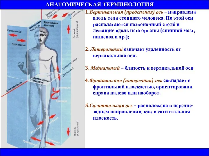 1.Вертикальная (продольная) ось – направлена вдоль тела стоящего человека. По