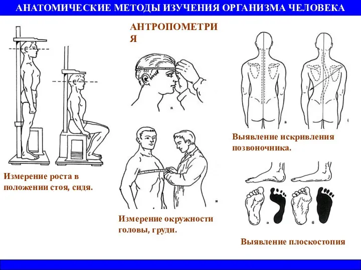 АНАТОМИЧЕСКИЕ МЕТОДЫ ИЗУЧЕНИЯ ОРГАНИЗМА ЧЕЛОВЕКА АНТРОПОМЕТРИЯ Измерение роста в положении