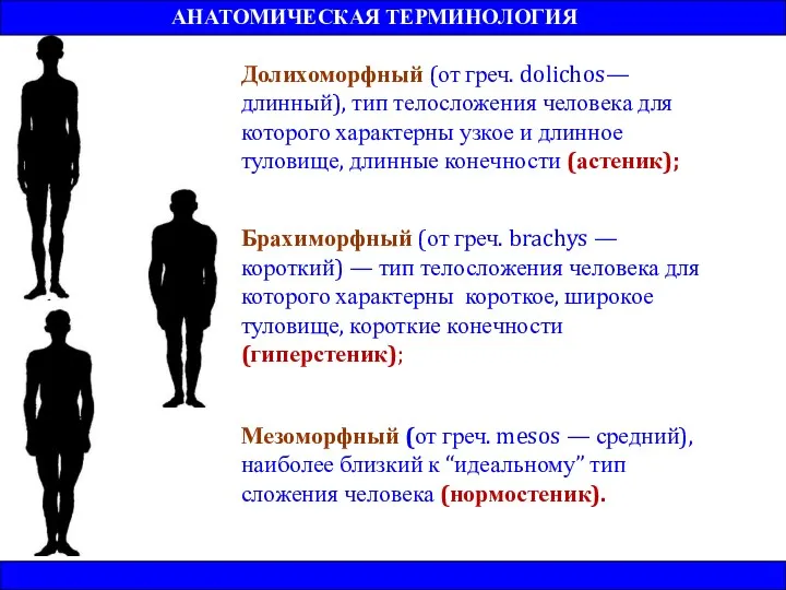 АНАТОМИЧЕСКАЯ ТЕРМИНОЛОГИЯ Долихоморфный (от греч. dolichos—длинный), тип телосложения человека для