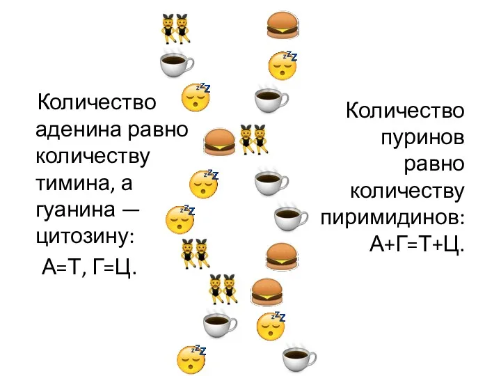 Количество аденина равно количеству тимина, а гуанина — цитозину: А=Т,