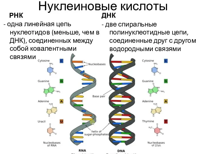 Нуклеиновые кислоты РНК - две спиральные полинуклеотидные цепи, соединенные друг