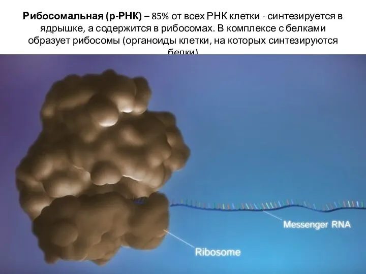 Рибосомальная (р-РНК) – 85% от всех РНК клетки - синтезируется