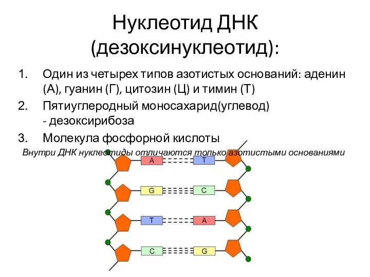 Нуклеотид ДНК (дезоксинуклеотид): Один из четырех типов азотистых оснований: аденин