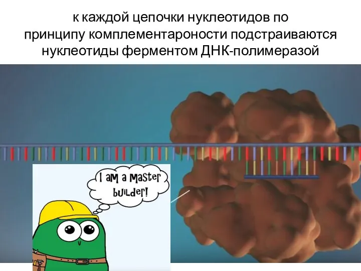 к каждой цепочки нуклеотидов по принципу комплементароности подстраиваются нуклеотиды ферментом ДНК-полимеразой