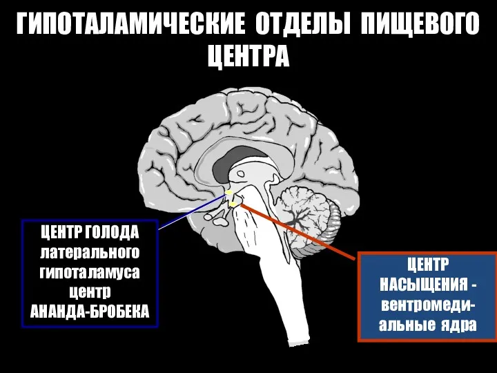 ГИПОТАЛАМИЧЕСКИЕ ОТДЕЛЫ ПИЩЕВОГО ЦЕНТРА ЦЕНТР ГОЛОДА латерального гипоталамуса центр АНАНДА-БРОБЕКА ЦЕНТР НАСЫЩЕНИЯ - вентромеди-альные ядра