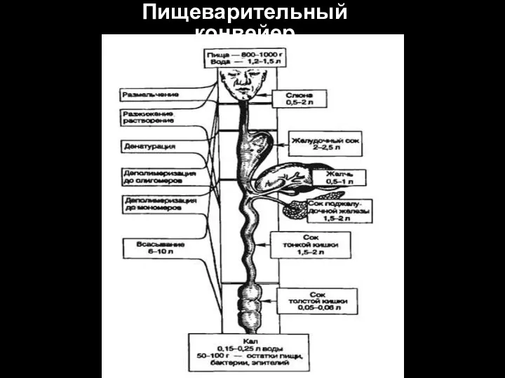 Пищеварительный конвейер