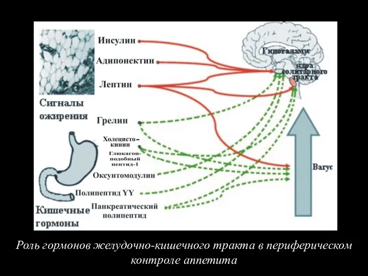 Роль гормонов желудочно-кишечного тракта в периферическом контроле аппетита