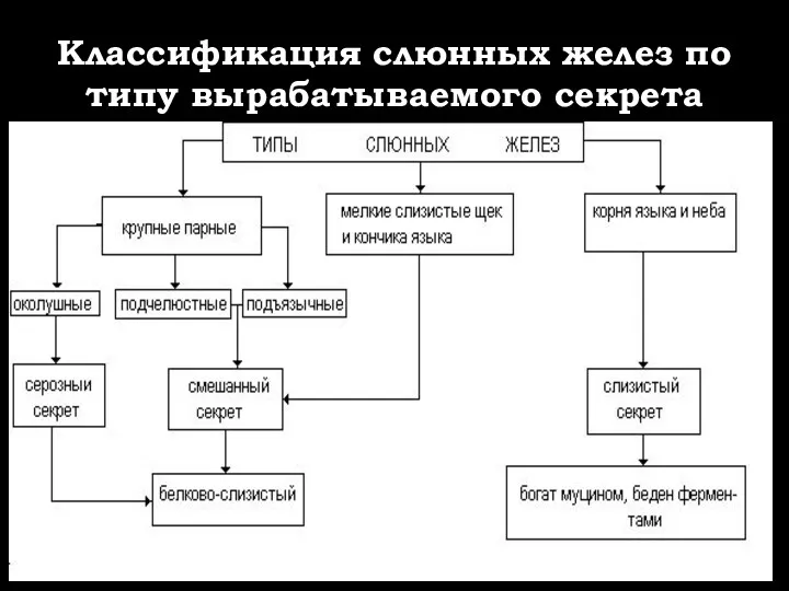 Классификация слюнных желез по типу вырабатываемого секрета