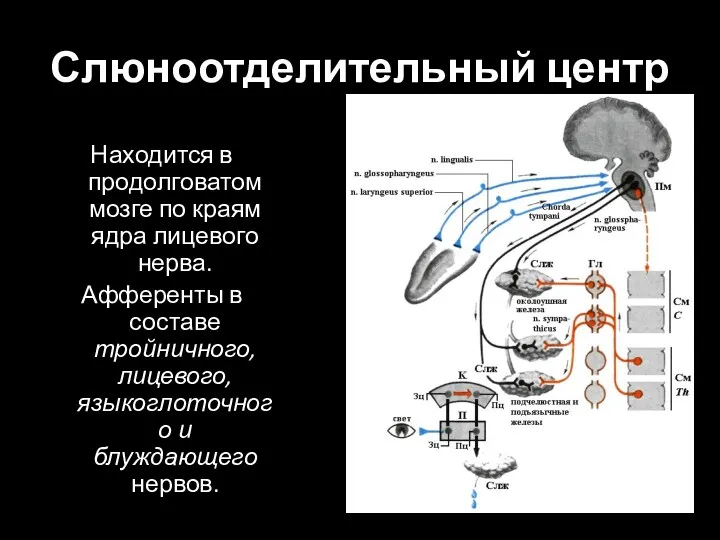 Слюноотделительный центр Находится в продолговатом мозге по краям ядра лицевого