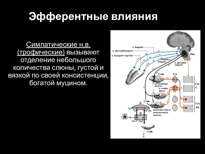 Эфферентные влияния Симпатические н.в. (трофические) вызывают отделение небольшого количества слюны, густой и вязкой