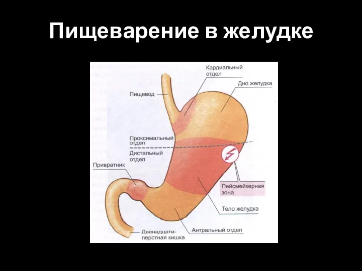 Пищеварение в желудке