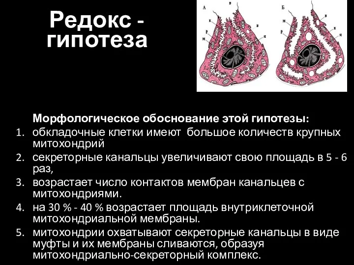 Морфологическое обоснование этой гипотезы: обкладочные клетки имеют большое количеств крупных митохондрий секреторные канальцы