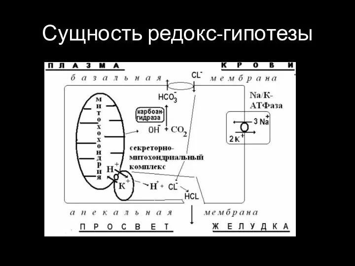 Сущность редокс-гипотезы