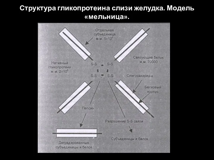 Структура гликопротеина слизи желудка. Модель «мельница».