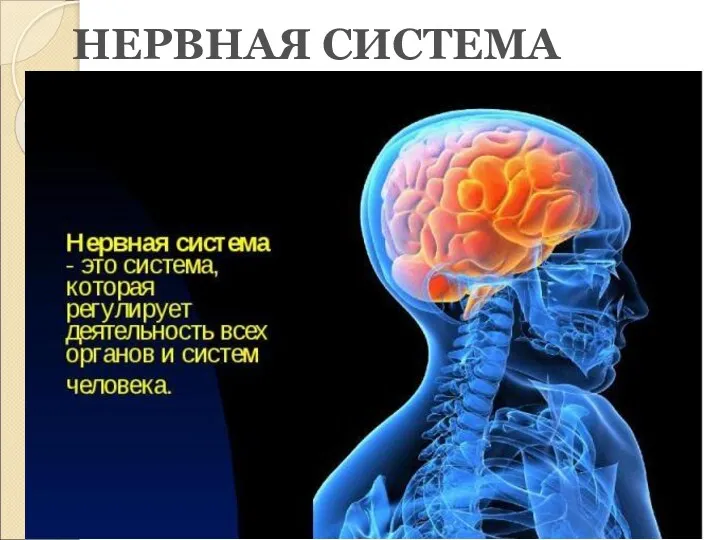 НЕРВНАЯ СИСТЕМА