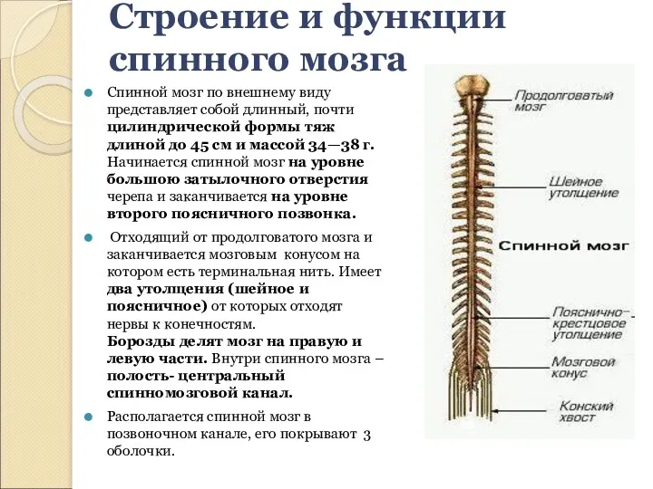 Строение и функции спинного мозга Спинной мозг по внешнему виду