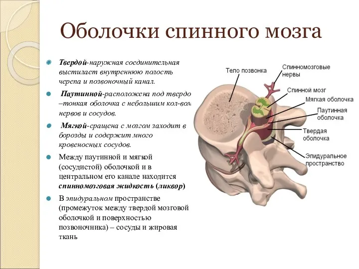 Оболочки спинного мозга Твердой-наружная соединительная выстилает внутреннюю полость черепа и