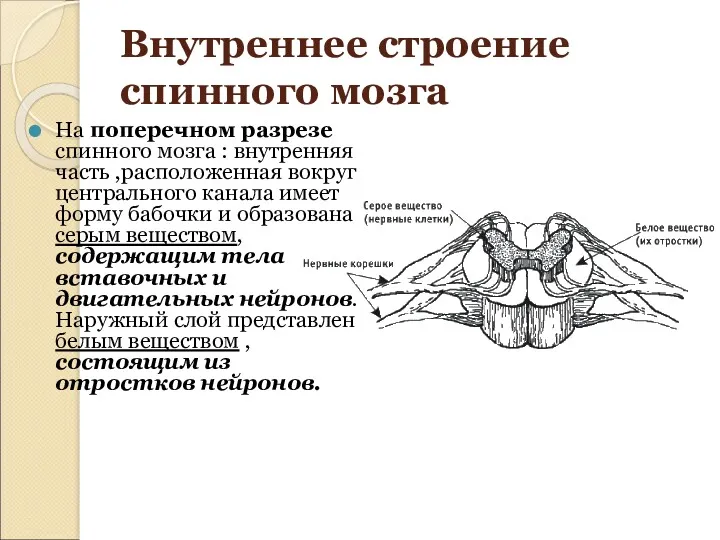 Внутреннее строение спинного мозга На поперечном разрезе спинного мозга :