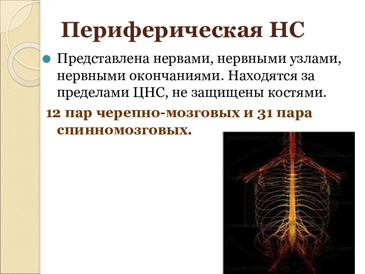 Периферическая НС Представлена нервами, нервными узлами, нервными окончаниями. Находятся за