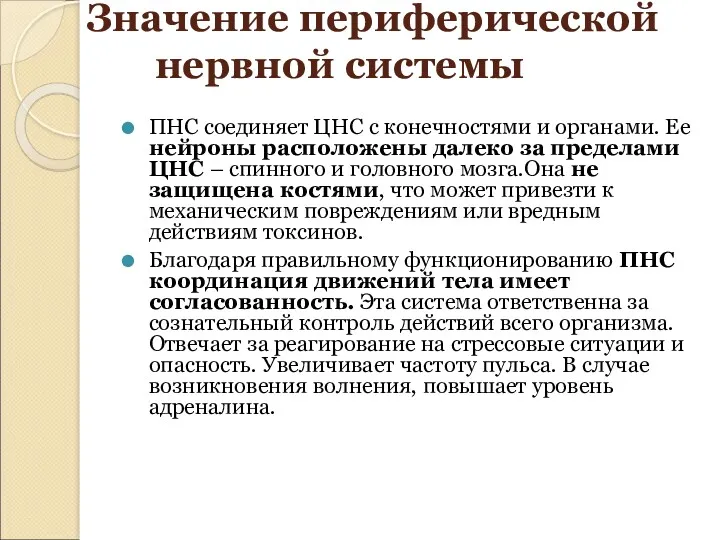 Значение периферической нервной системы ПНС соединяет ЦНС с конечностями и