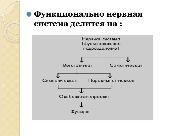 Функционально нервная система делится на :