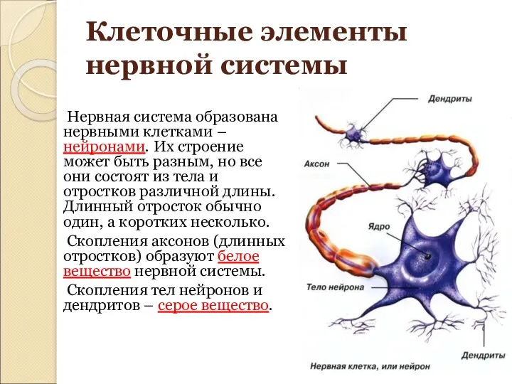 Нервная система образована нервными клетками – нейронами. Их строение может