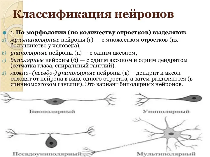 Классификация нейронов 1. По морфологии (по количеству отростков) выделяют: мультиполярные