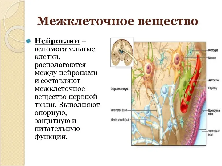 Нейроглии – вспомогательные клетки, располагаются между нейронами и составляют межклеточное