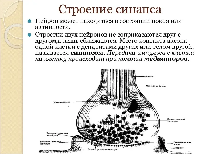 Строение синапса Нейрон может находиться в состоянии покоя или активности.