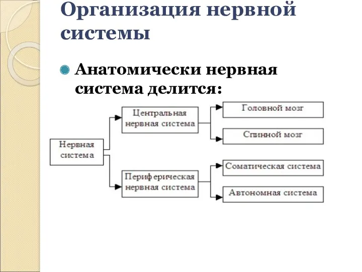 Организация нервной системы Анатомически нервная система делится: