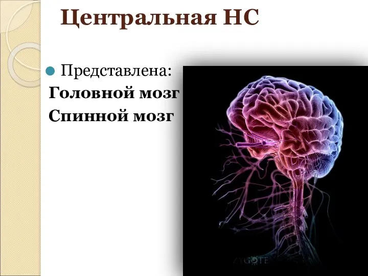 Центральная НС Представлена: Головной мозг Спинной мозг