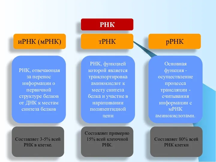 РНК иРНК (мРНК) тРНК рРНК РНК, отвечающая за перенос информации