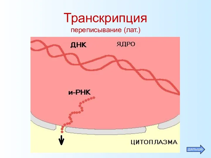 Транскрипция переписывание (лат.)