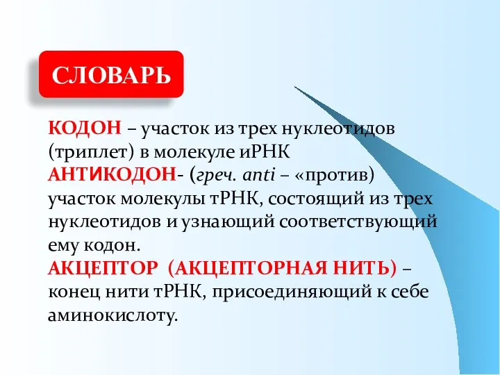 СЛОВАРЬ КОДОН – участок из трех нуклеотидов (триплет) в молекуле