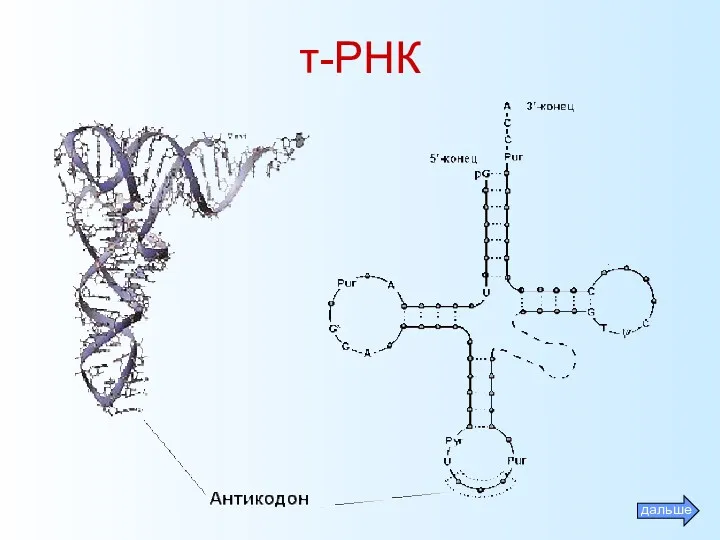 т-РНК