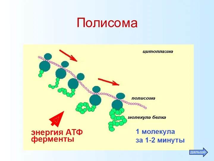 Полисома