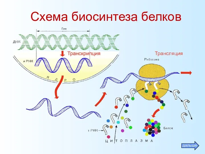 Схема биосинтеза белков