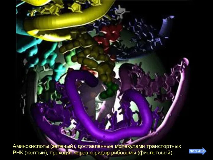 Аминокислоты (зеленый), доставленные молекулами транспортных РНК (желтый), проходят через коридор рибосомы (фиолетовый).